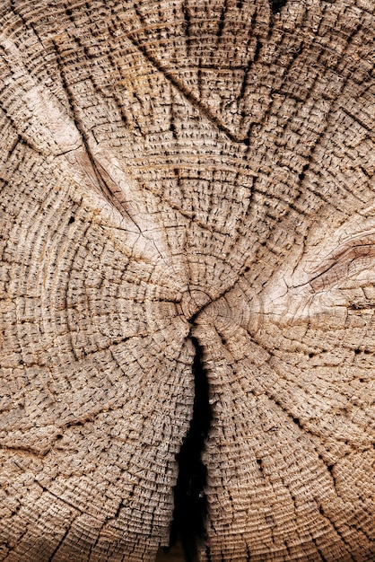 Fondo de madera Sección transversal de un tronco de árbol