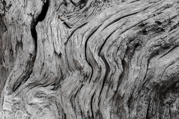 Fondo de madera y textura natural, papel tapiz.