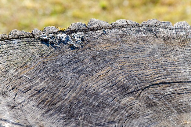 Fondo de madera. El tronco de un árbol viejo y seco en la sección.