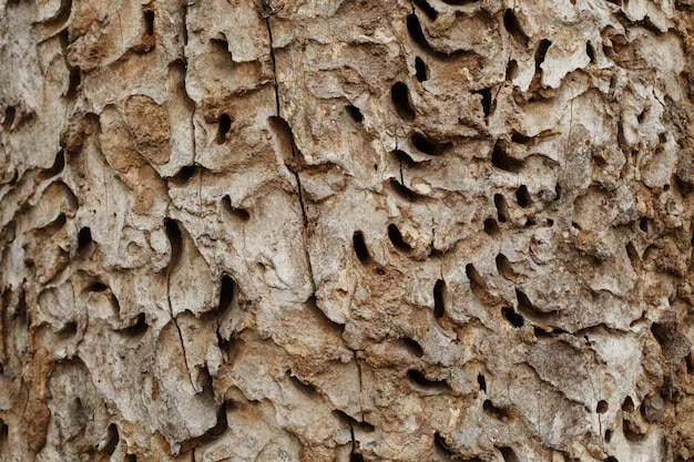 Fondo de madera vieja comida por insectos de cerca