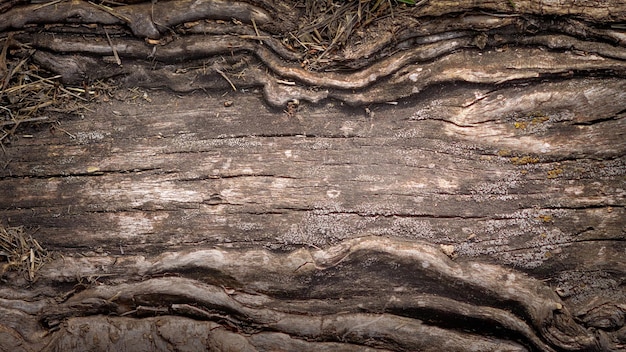 Fondo de madera vieja con lugar para texto Telón de fondo sucio envejecido