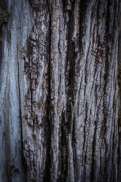 Fondo de madera vieja