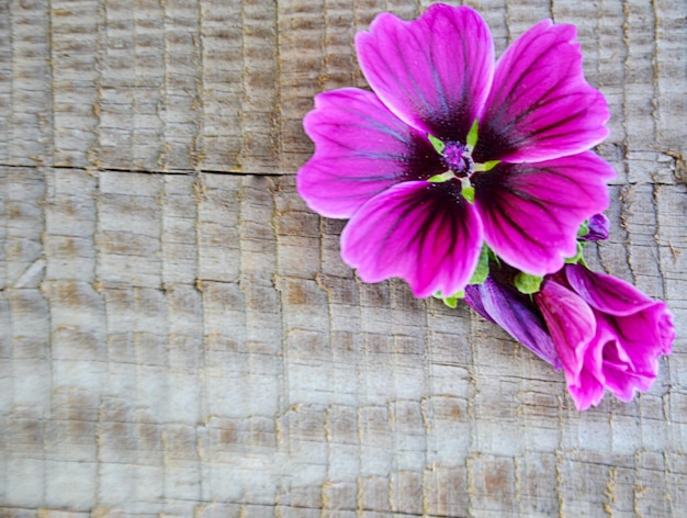 Foto el fondo de madera viejo en él una flor de jardín púrpura brillante con un mapa de brotes enfoque selectivo