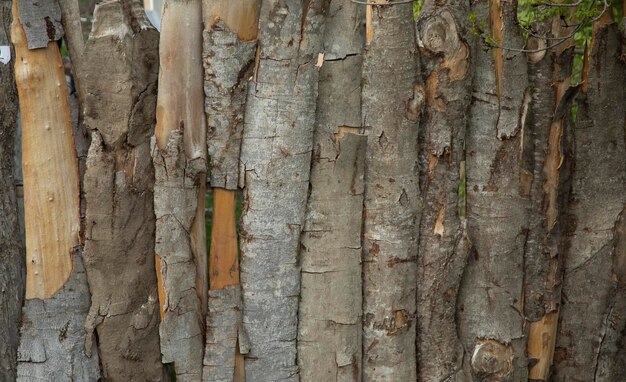 Fondo de maderas en la naturaleza