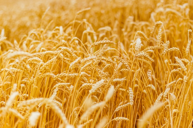 Fondo de maduración espigas de campo de trigo amarillo