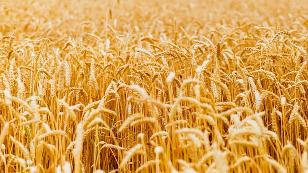 Fondo de maduración espigas de campo de trigo amarillo