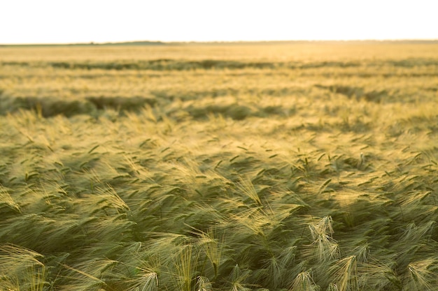 Fondo de maduración de espigas de campo de trigo y luz solar. Campo de cultivos. Enfoque selectivo