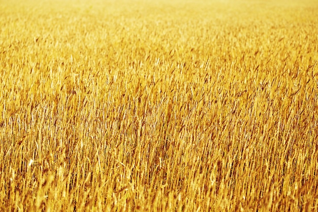 Fondo de maduración de las orejas del campo de trigo del prado en la puesta del sol