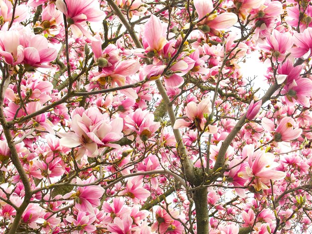 un fondo de magnolia rosa floreciente