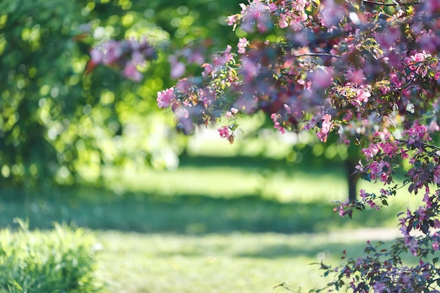 Fondo de manantiales con rama floreciente de cerezo rosa en el jardín