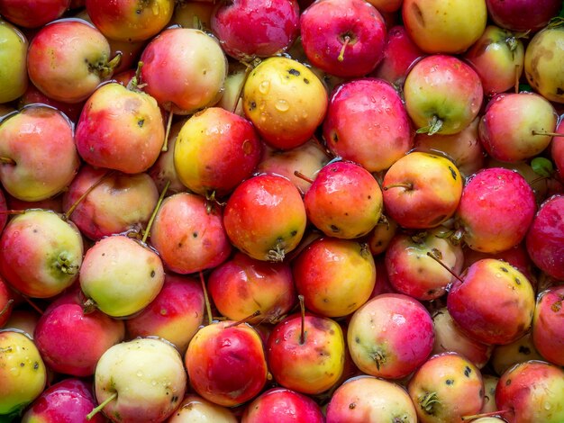 Fondo de manzanas rojas maduras silvestres.