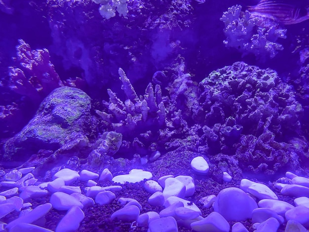 En el fondo del mar en el agua hay corales, piedras, madera a la deriva, pequeñas piedras blancas en agua clara