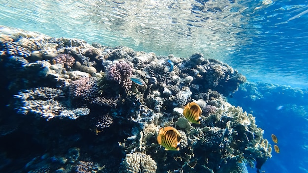 En el fondo del mar, debajo de la superficie del agua cerca del coral, nadan hermosos peces amarillos.