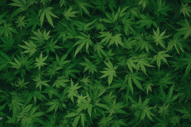 Fondo de marihuana cannabis verde