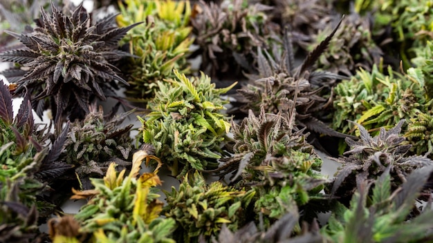 Fondo de marihuana medicinal de hierba de cogollo de cannabis de medicina