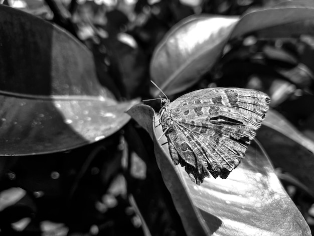 Fondo de mariposa blanco negro hermosa naturaleza tonificación primavera naturaleza diseño sol planta
