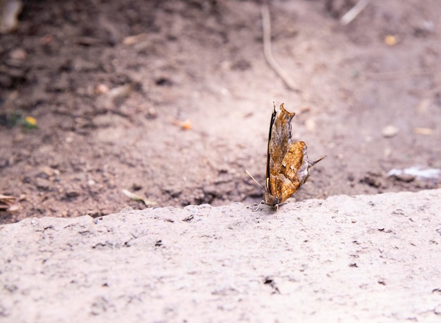 Fondo con una mariposa y un lugar vacío para una inscripción