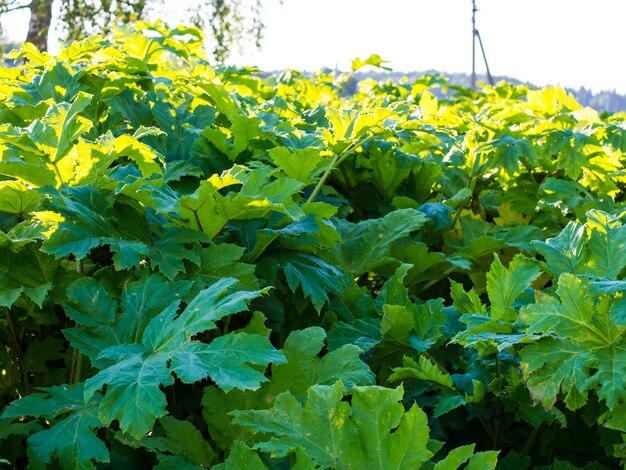 Fondo de matorrales de hogweed, hojas de cerca de hogweed