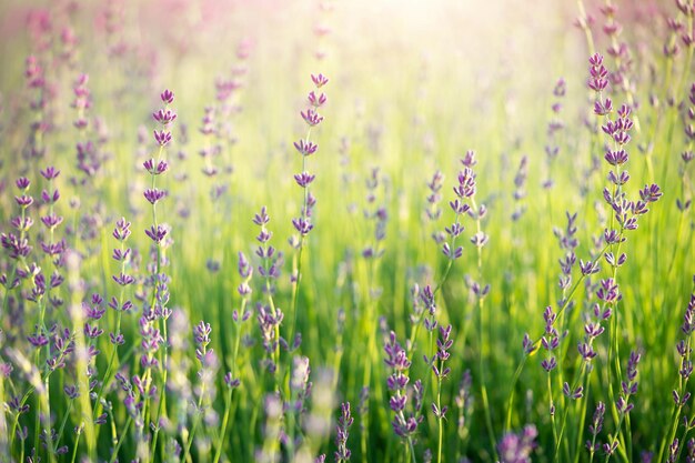 Fondo matutino del campo de lavanda con luz solar