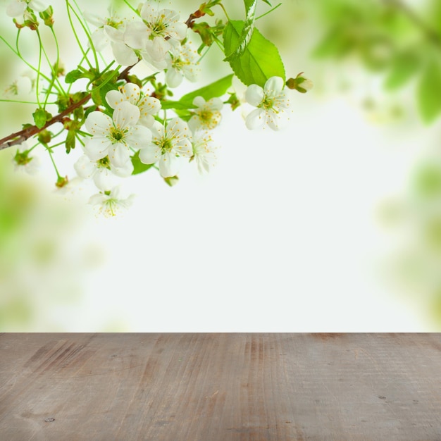 Fondo matutino de primavera en flor con flores de cerezo blanco, hojas verdes y tabla de madera vacía gris con espacio para copiar