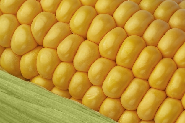 Fondo de mazorca de maíz dulce Textura de mazorcas de maíz primer plano Macrofotografía de maíz
