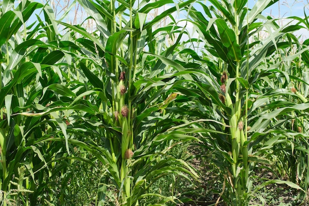 Fondo de mazorcas de maíz hojas verdes en maizal