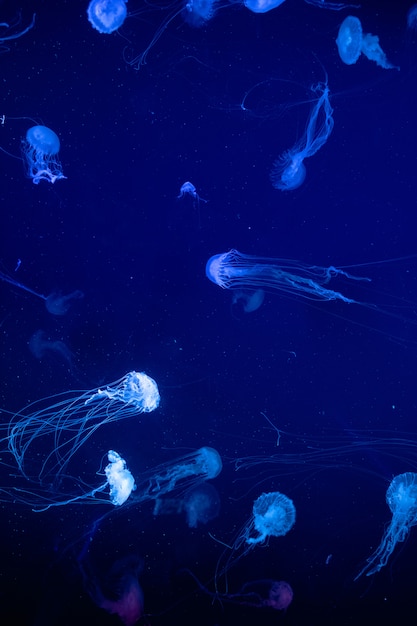 Fondo de una medusa de color brillante flotando lentamente en el agua azul oscuro del acuario.