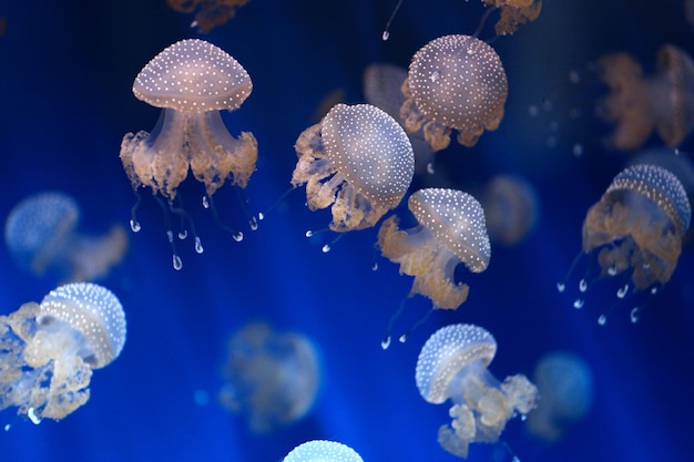 Fondo de medusas submarinas