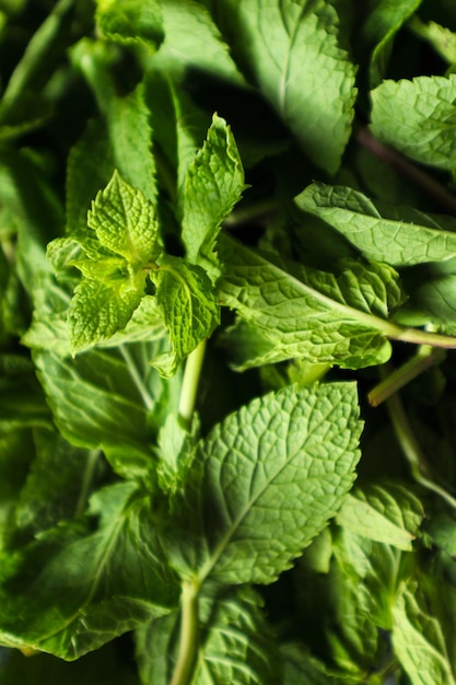 Fondo de menta aromática orgánica fresca Hojas de menta verde vibrante frescas y saludables Ecología diseño natural orgánico