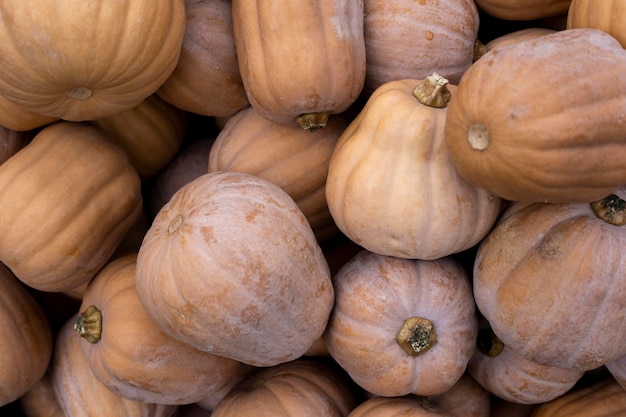 Fondo de mini calabazas decorativas Vista superior plana