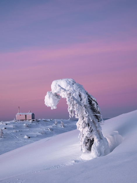 Fondo minimalista púrpura vertical con un árbol solitario cubierto de nieve en la ladera de una montaña con una cabaña congelada roja La extraña silueta mágica del árbol está cubierta de nieve Naturaleza dura del Ártico