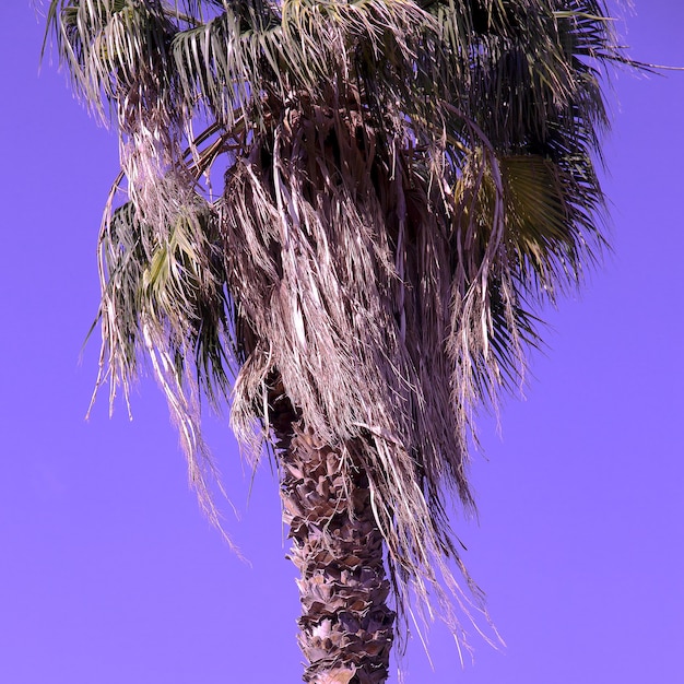 Foto fondo mínimo tropical de palma. viaje. isla canario
