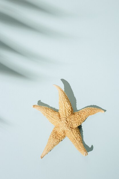 Fondo mínimo de verano con sombra de hoja de palmera y estrella de mar