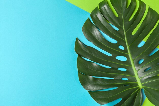 Fondo de moda con hoja de Monstera