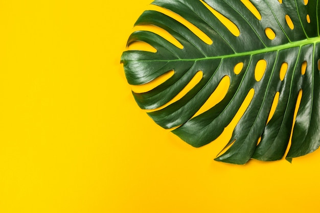 Fondo de moda con hoja de Monstera