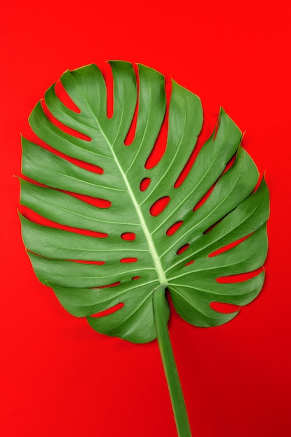 Fondo de moda con hoja de Monstera