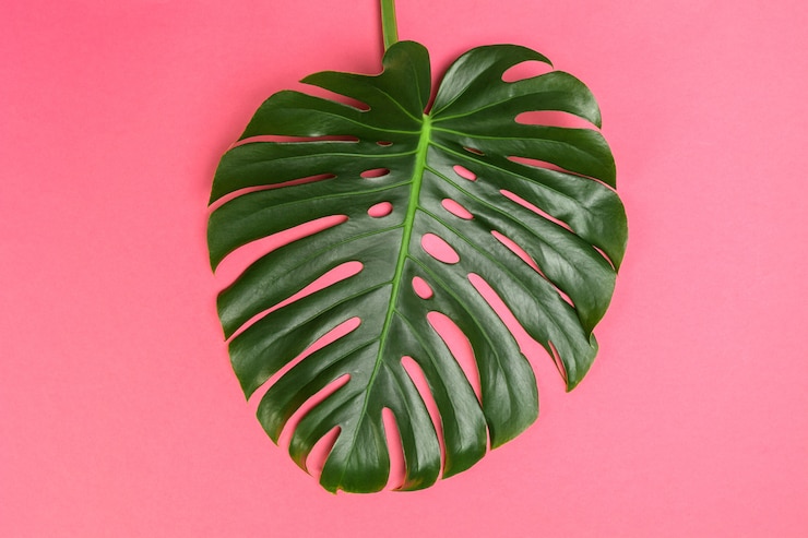 Foto fondo de moda con hoja de monstera.