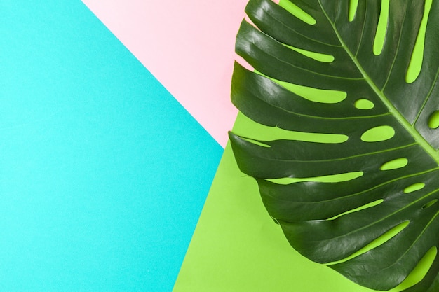 Fondo de moda con hoja de monstera.