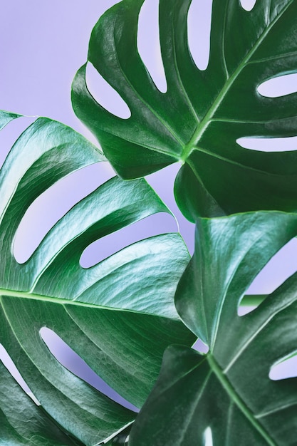 Fondo de monstera deliciosa