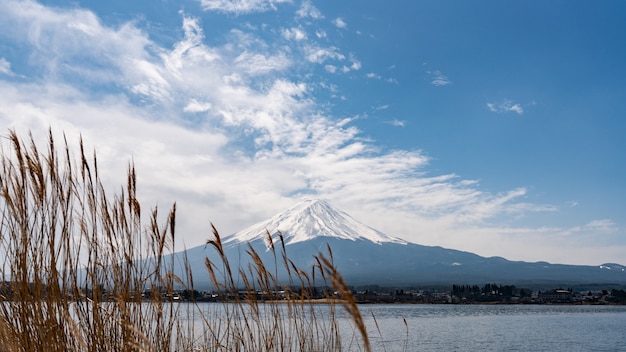 Fondo de montaña Fuji con la hierba del prado dorado