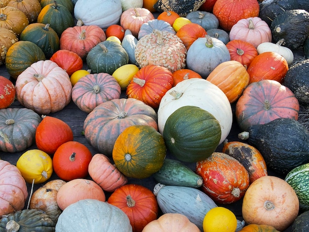 fondo de muchas calabazas brillantes de diferentes colores y tamaños