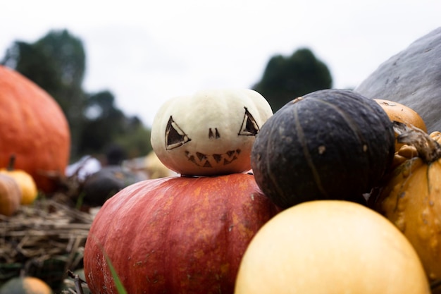 Fondo de muchas calabazas Exposición de calabazas de cosecha