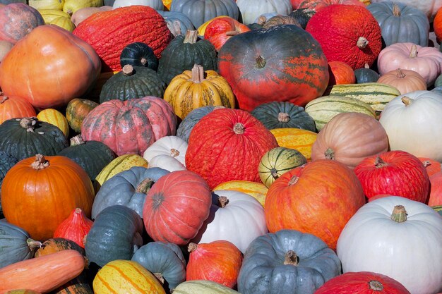 fondo de muchas calabazas multicolores