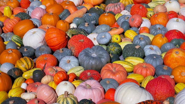 fondo de muchas calabazas multicolores