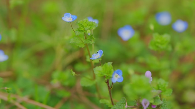 El fondo de muchas flores azules primavera azul olvido flores myosotis sylvatica