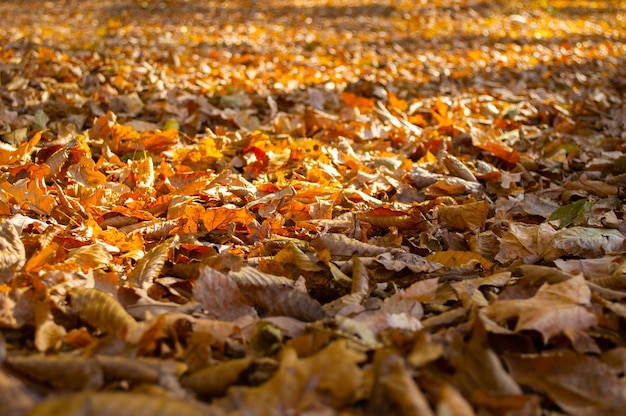 Fondo de muchas hojas amarillas secas Fondo de otoño