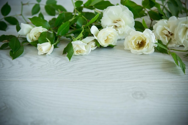 Fondo de muchas rosas blancas en una madera clara
