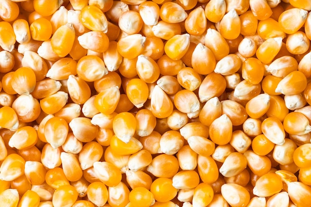 Fondo muchos granos de maíz crudo
