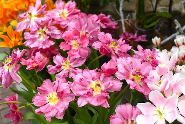 Fondo de muchos tulipanes rosa claro