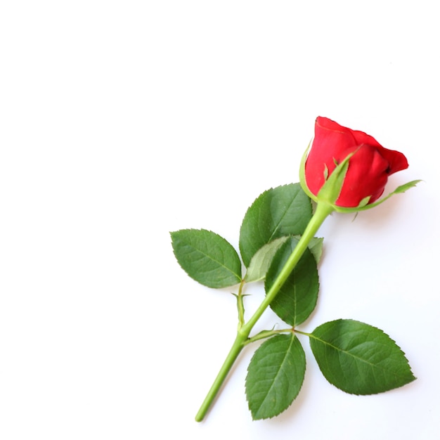 Fondo multiusos de la rosa roja para el aniversario, la boda, el cumpleaños u otras celebraciones